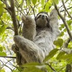 Three-toed sloth in Costa Rica