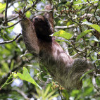 Three-toed sloth in Costa Rica
