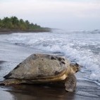 Turtle in Tortuguero National Park, Costa Rica