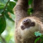 Two-toed sloth in Costa Rica