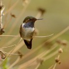 Volcano hummingbird in Costa Rica.