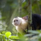 White-faced capuchin in Costa Rica