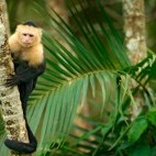 White-faced capuchin in Costa Rica