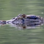 Black caiman in Napo River Basin, Ecuador
