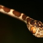 Blunthead tree snake in Napo River Basin, Ecuador