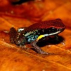 Poison dart frog in Napo River Basin, Ecuador