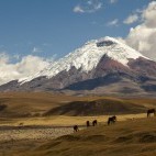 Wild horses in front of Cotopaxi volcano in Ecuador