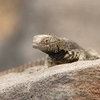 Lava lizard in the Galapagos Islands