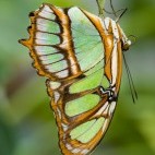 Malachite butterfly in the Amazon, Ecuador.