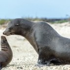 Galapagos sea lion in the Galapagos Islands