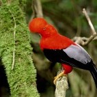 Andean cock of the rock.