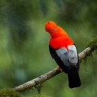 Andean cock of the rock in Ecuador