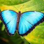 Blue morpho butterfly