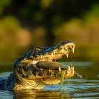 Caiman