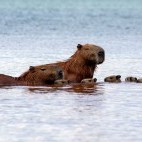 Capybara in Ecuador