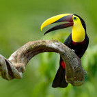 Chestnut-mandibled toucan in Ecuador