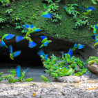 Cobalt-winged parakeet and orange-cheeked parrot in Ecuador