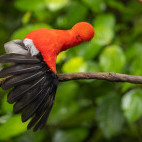 Cock of the rock in Ecuador