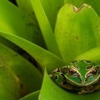 Ecuadorian Andes frog.