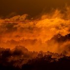 Ecuadorian lowland rainforest.