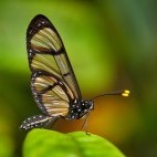 Giant glasswing butterfly in Ecuador