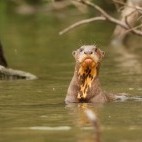 Giant river otter in Ecuador