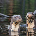 Giant river otter in Ecuador