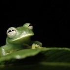 Glass frog