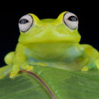 Glass frog in the Amazon, Ecuador
