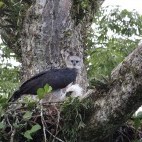 Harpy eagle in Ecuador