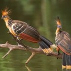 Hoatzin in Ecuador