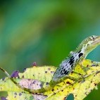 Horned anole.