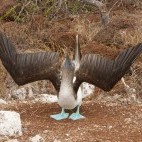 Blue-footed_booby in the Galapagos Islands