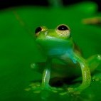 Frog in Ecuador.