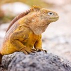 Land iguana in the Galapagos Islands