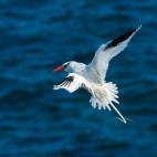 Tropicbird in the Galapagos Islands