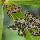 Juvenile Amazon tree boa.