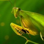Leaf-mimicking mantis.