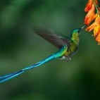Long-tailed sylph hummingbird in Ecuador