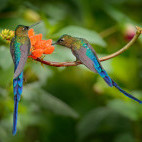 Long-tailed slyph in the Amazon, Ecuador