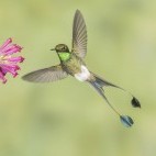 Male booted racket-tail hummingbird in Ecuador