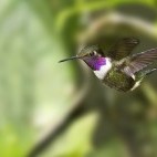 Male purple-throated woodstar hummingbird in flight in Ecuador
