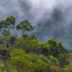 Mashpi Ecological Reserve in Ecuador