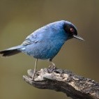 Masked flowerpiercer.