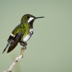 Green thorntail.