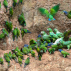 Mealy Amazon and dusky-headed parakeet in Ecuador.