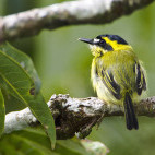 Yellow-browed tody flycatcher in Ecuador.