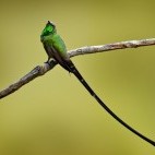 Black-tailed trainbearer in Papallacta, Ecuador