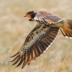 Carunculated caracara in Papallacta, Ecuador
