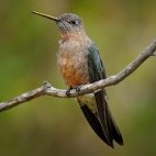 Giant hummingbird in Papallacta, Ecuador
